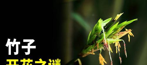竹子开花的预示与意义（竹子开花带来的祥瑞和吉祥兆头）