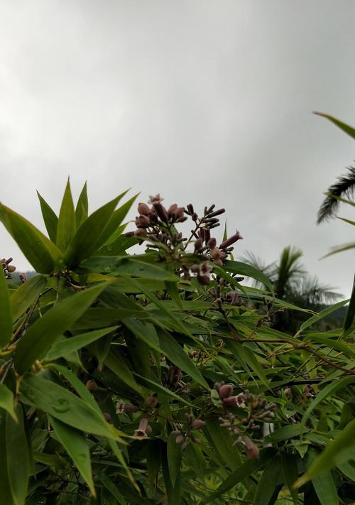 竹子开花的预示与意义（竹子开花带来的祥瑞和吉祥兆头）
