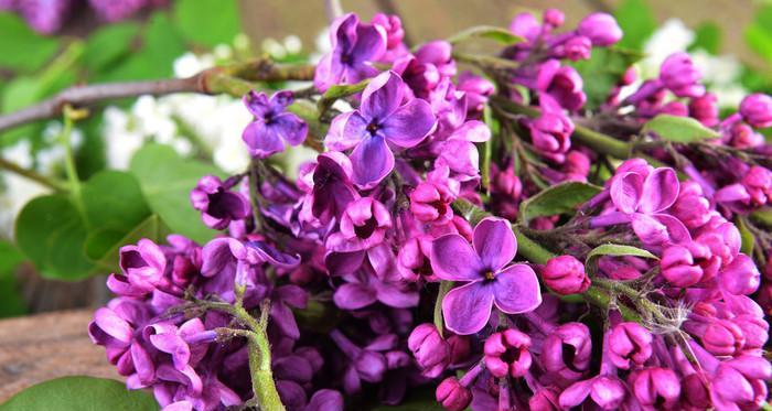 紫色丁香花的花语与意义（揭开紫色丁香花的深层心灵之语）