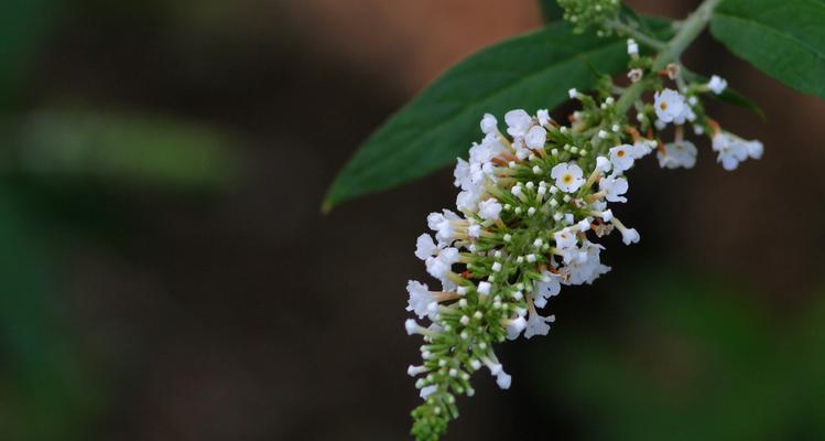醉鱼草的花语与奇妙之美（探索醉鱼草花语的深意）
