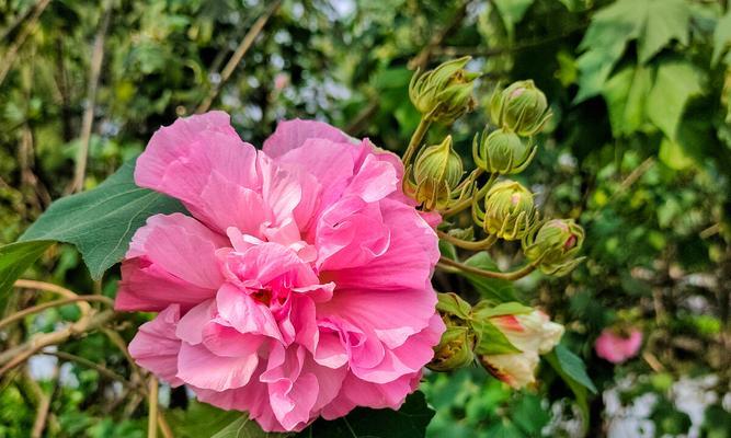 白芙蓉花的寓意与象征（传递纯洁与希望的花朵）