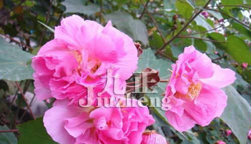 芙蓉花（揭示芙蓉花的花语和代表意义）