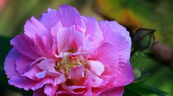 芙蓉花（揭示芙蓉花的花语和代表意义）