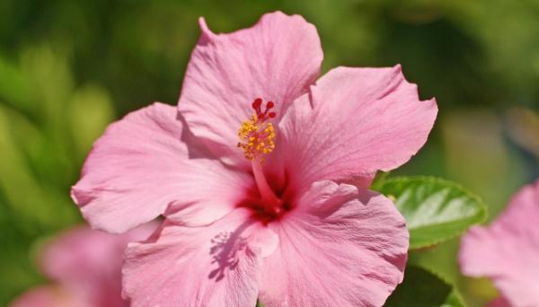 芙蓉花（绽放富贵）