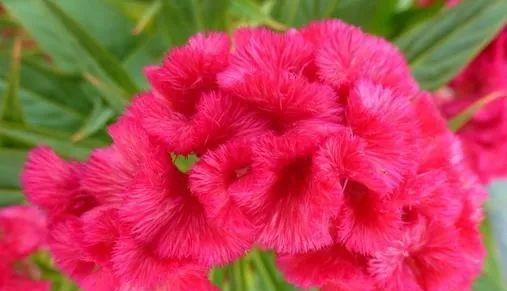 芙蓉菊的花语和寓意（揭秘芙蓉菊的花语及应避免的送花禁忌）