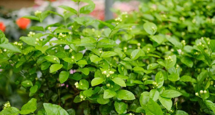 茉莉花的花语与故事（探秘茉莉花的花语传说及其深远影响）