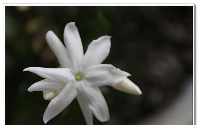 茉莉花的花语与故事（探秘茉莉花的花语传说及其深远影响）