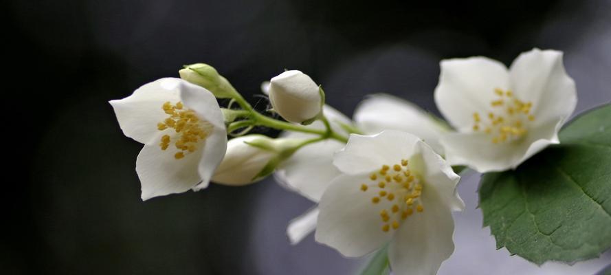 茉莉花的花语与故事（探秘茉莉花的花语传说及其深远影响）