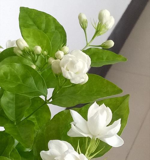 茉莉花的美丽与象征之道（探寻茉莉花的外貌与深层含义）