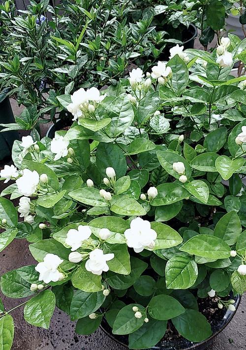 茉莉花的花语及送花礼仪（了解茉莉花的花语）