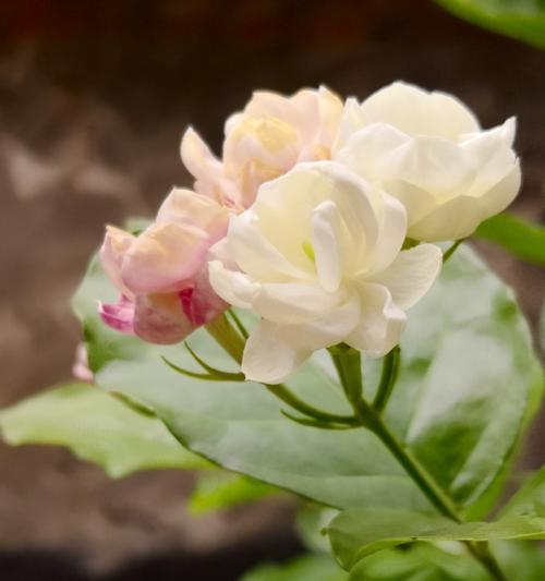 茉莉花的花语与代表意义（探寻茉莉花背后的深意）