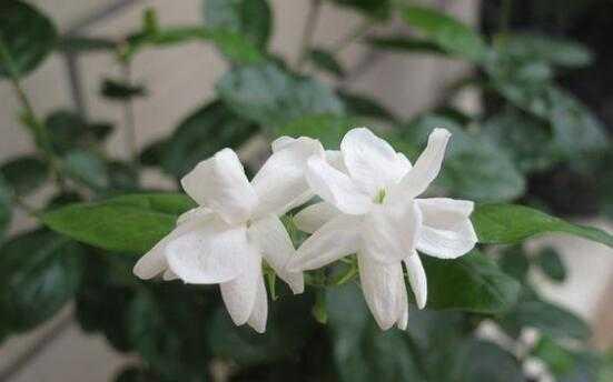 茉莉花的花语与代表意义（探寻茉莉花背后的深意）