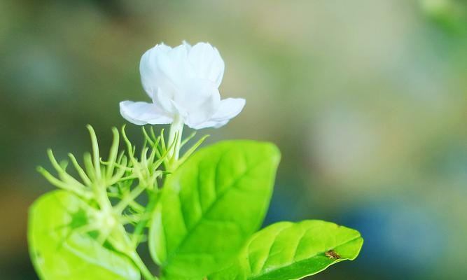 茉莉花的花语与代表意义（探寻茉莉花背后的深意）