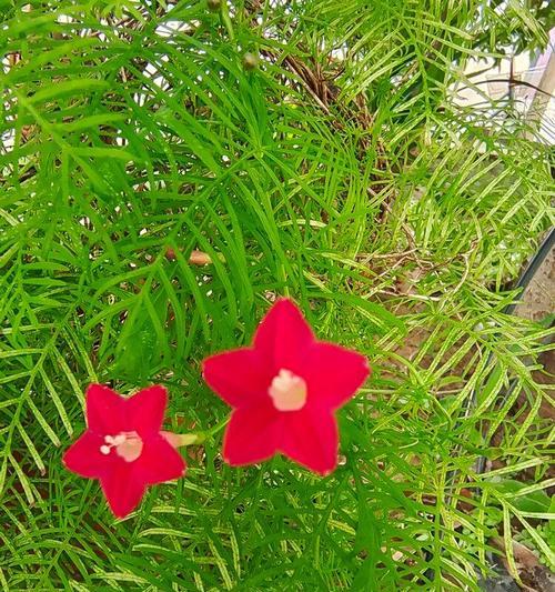 茑萝花的花语与寓意（送给特定人群的花束选择与建议）