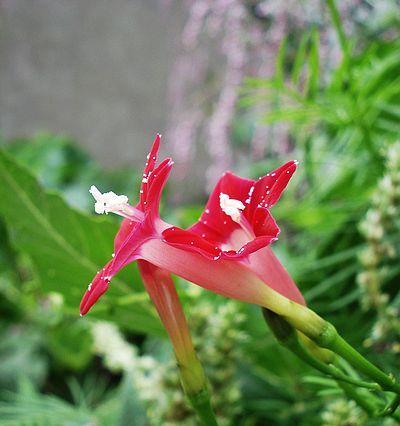 茑萝花的花语与寓意（送给特定人群的花束选择与建议）