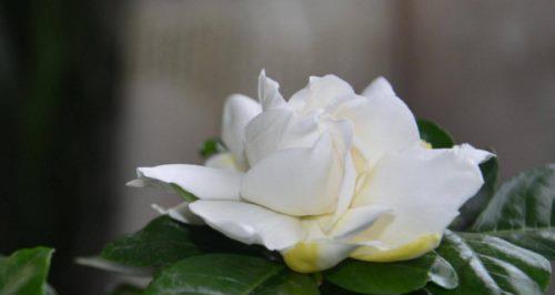 栀子花的花语与象征意义（婉约芳香豪放自信）