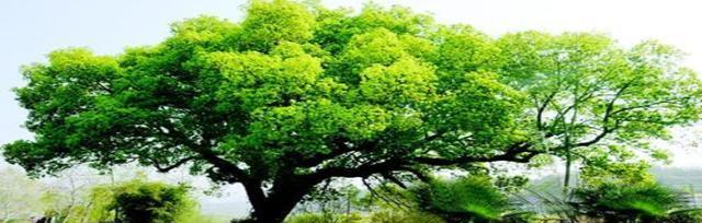 榕树（揭示榕树的神秘面纱）