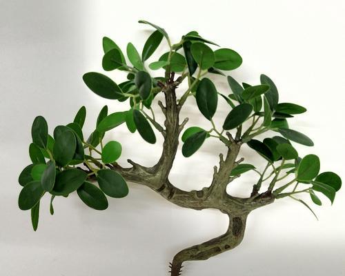 以榕树花的意义和象征-寄托与生命力（榕树花的传奇之美）