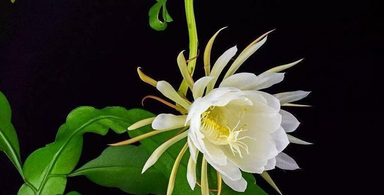 以昙花寓意十二生肖（神奇的昙花与生肖的深刻含义）