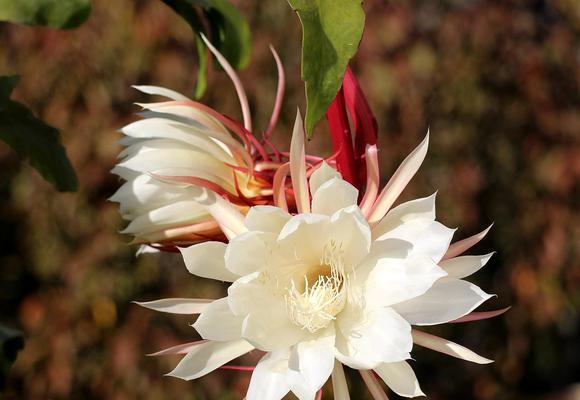以昙花寓意十二生肖（神奇的昙花与生肖的深刻含义）