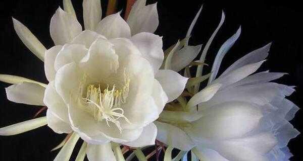 昙花（昙花花语及其象征意义）