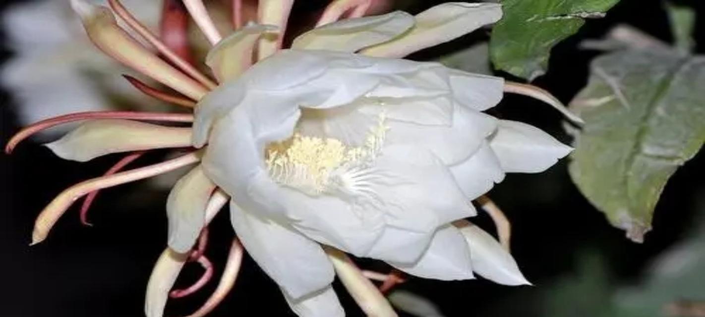昙花（昙花花语及其象征意义）