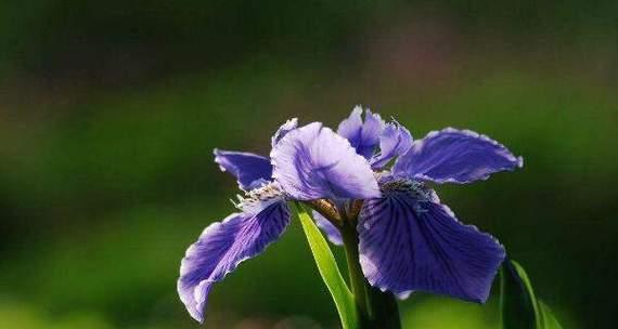 鸢尾花（揭开鸢尾花的花语与象征之谜）