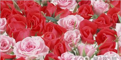 以11朵花语代表什么意思（解读11朵花的深意）