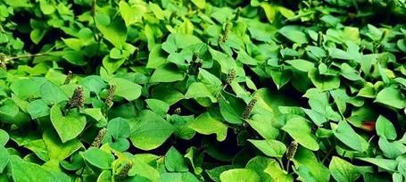 种植鱼腥草的成本和利润分析（探究鱼腥草种植产业化的可行性和前景）