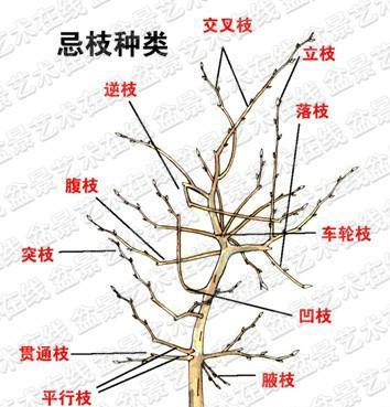 如何修剪鱼嘴吊兰（鱼嘴吊兰修剪技巧和注意事项）