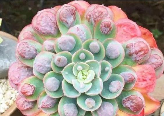 雨滴多肉怎么养出瘤子（从光照、温度、土壤到病虫害）