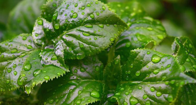 雨滴可以叶插吗（探究雨滴叶插的可行性与方法）