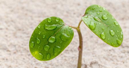 如何防止雨滴徒长（掌握4种技巧）