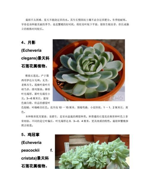 羽毛枫的养殖技巧（打造美丽庭院的秘诀）