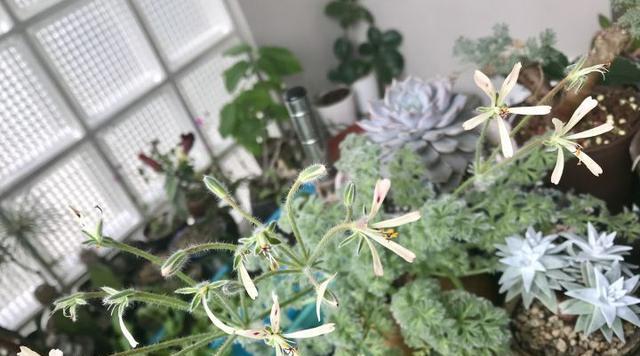 羽叶洋葵的种植与养护（如何让羽叶洋葵快速成长）