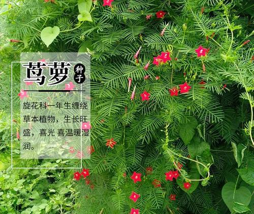 羽叶茑萝的播种时间与方法（打造美丽花园的小秘诀）