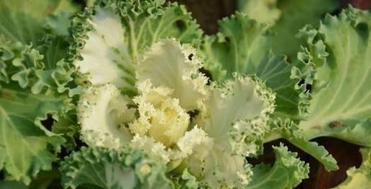 羽衣甘蓝——一种富含营养的蔬菜（营养丰富）