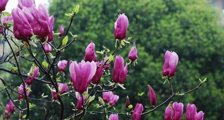 玉兰花的生长环境（探秘玉兰花生长的适宜环境）