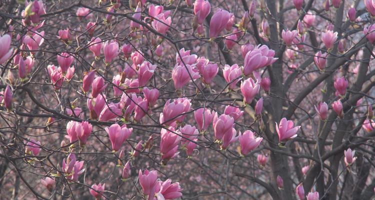 玉兰花的开花时间及特点（春天里的绽放与美丽）