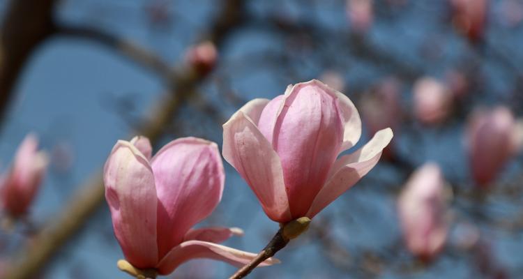 玉兰花之美——探秘玉兰花的样子和特点（掌握玉兰花的识别要点）