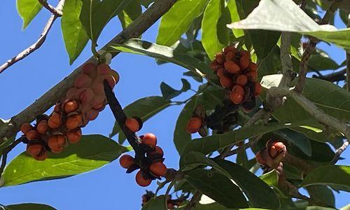 玉兰花果实的奇妙用途（从药用到美容）