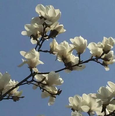 玉兰花的花语与寓意（玉兰花中的五行属性与象征意义）