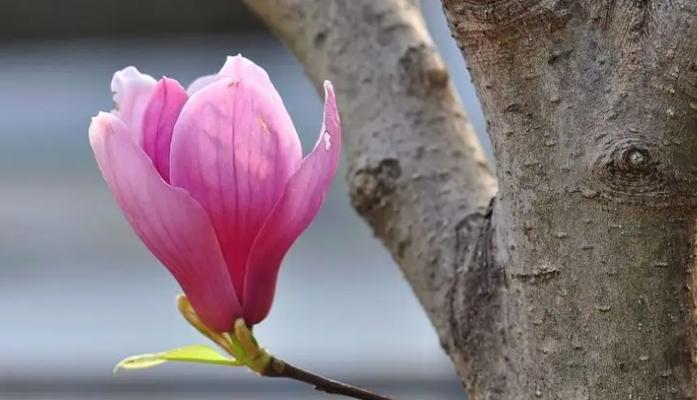 玉兰花泡水喝的功效与注意事项（玉兰花泡水的好处）