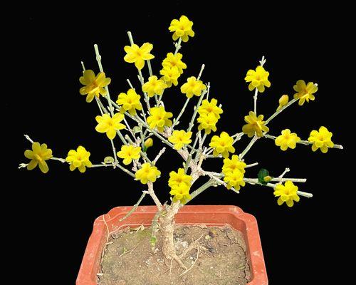 玉兰花的盆栽养护技巧（盆栽玉兰花让家更美丽）