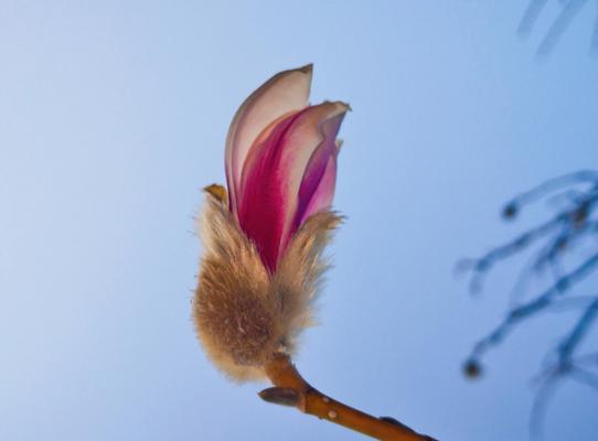 揭秘玉兰花开花的奥秘（什么时候是玉兰花的开花季节）
