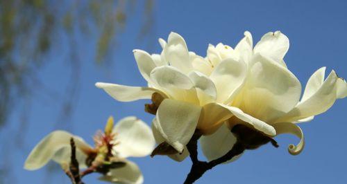 玉兰花的开花特点（探秘玉兰花的开花规律）