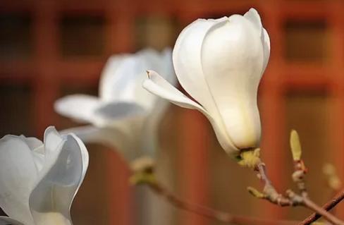 家中养花新宠——玉兰花（了解玉兰花毒性）