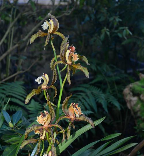 家中养花新宠——玉兰花（了解玉兰花毒性）