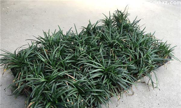 玉龙草开花的花形和特征（探秘玉龙草开花的神秘过程）