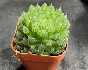 玉露开花时间及特点（解析玉露开花周期和品质特点）